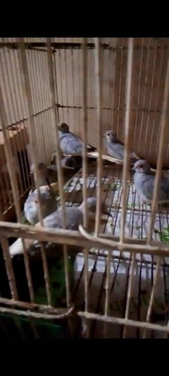 diamond dove