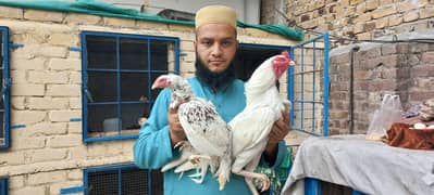 Pure mian wali bread available