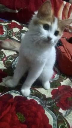 Ginger and black n white kittens for sale