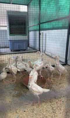 King white o shamo chicks 0333/42/33111