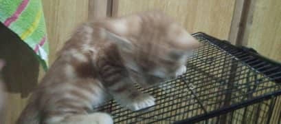 semi Persian kitten