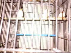 finch