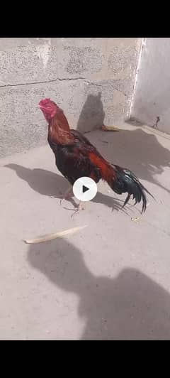 urgent sale karna ha