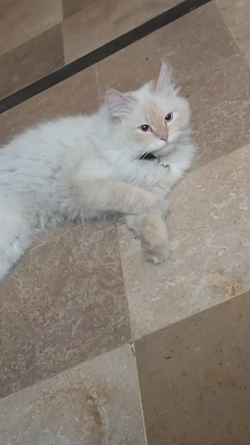 Persian 3rble coated 0