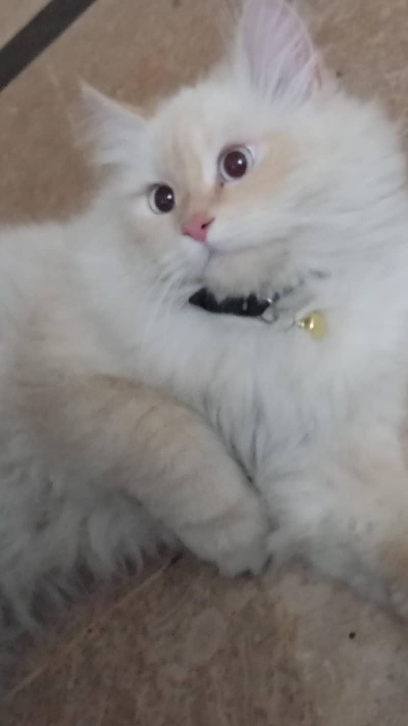 Persian 3rble coated 1