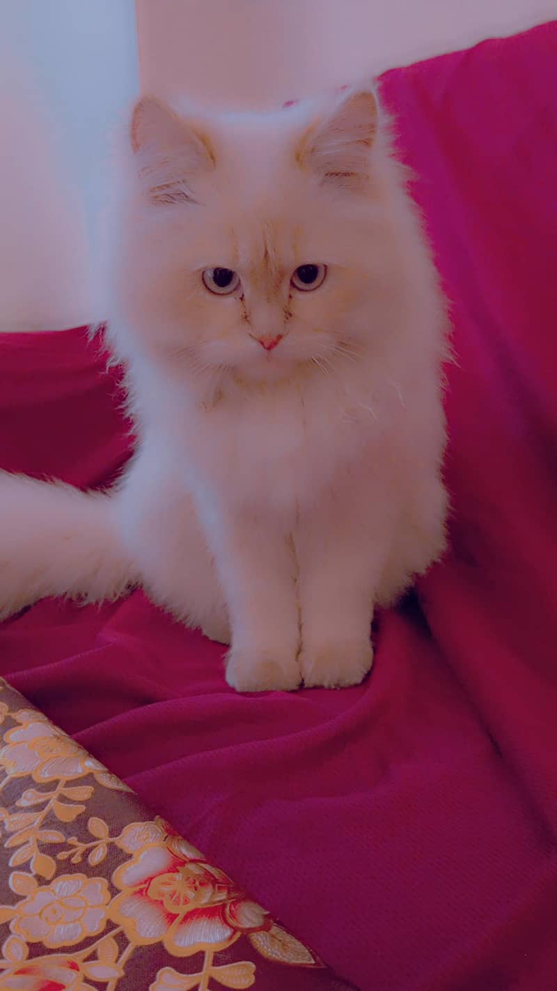 Persian 3rble coated 2