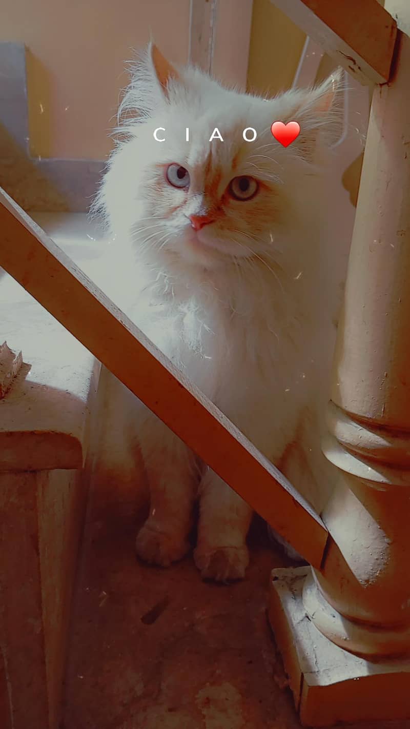 Persian 3rble coated 3