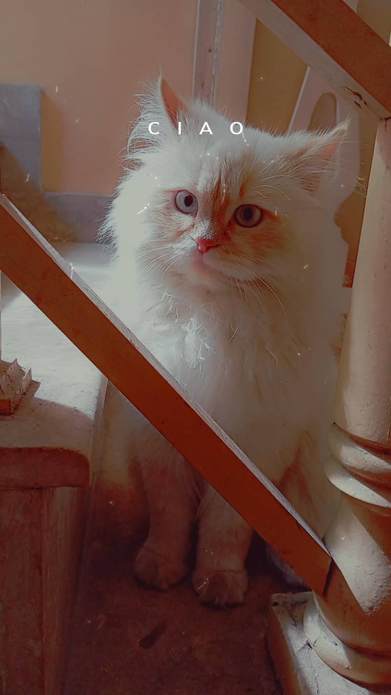 Persian 3rble coated 4