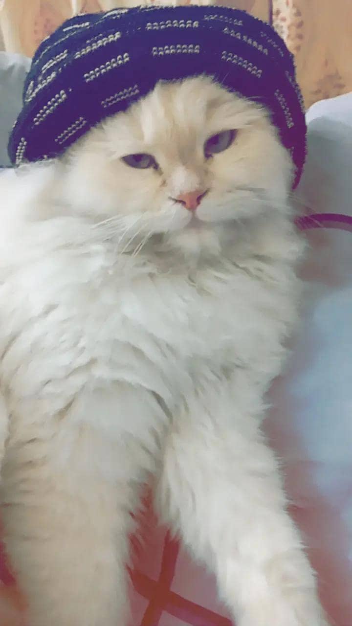 Persian 3rble coated 5