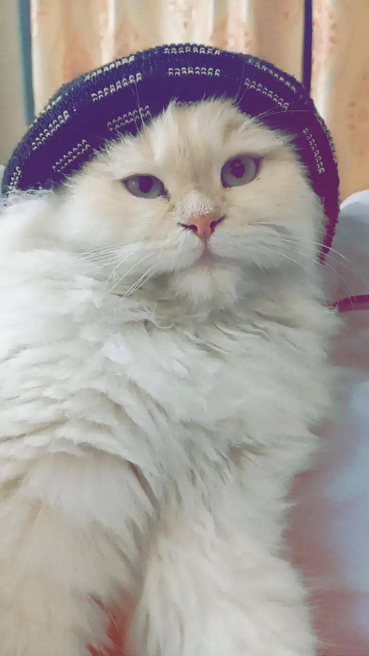 Persian 3rble coated 6
