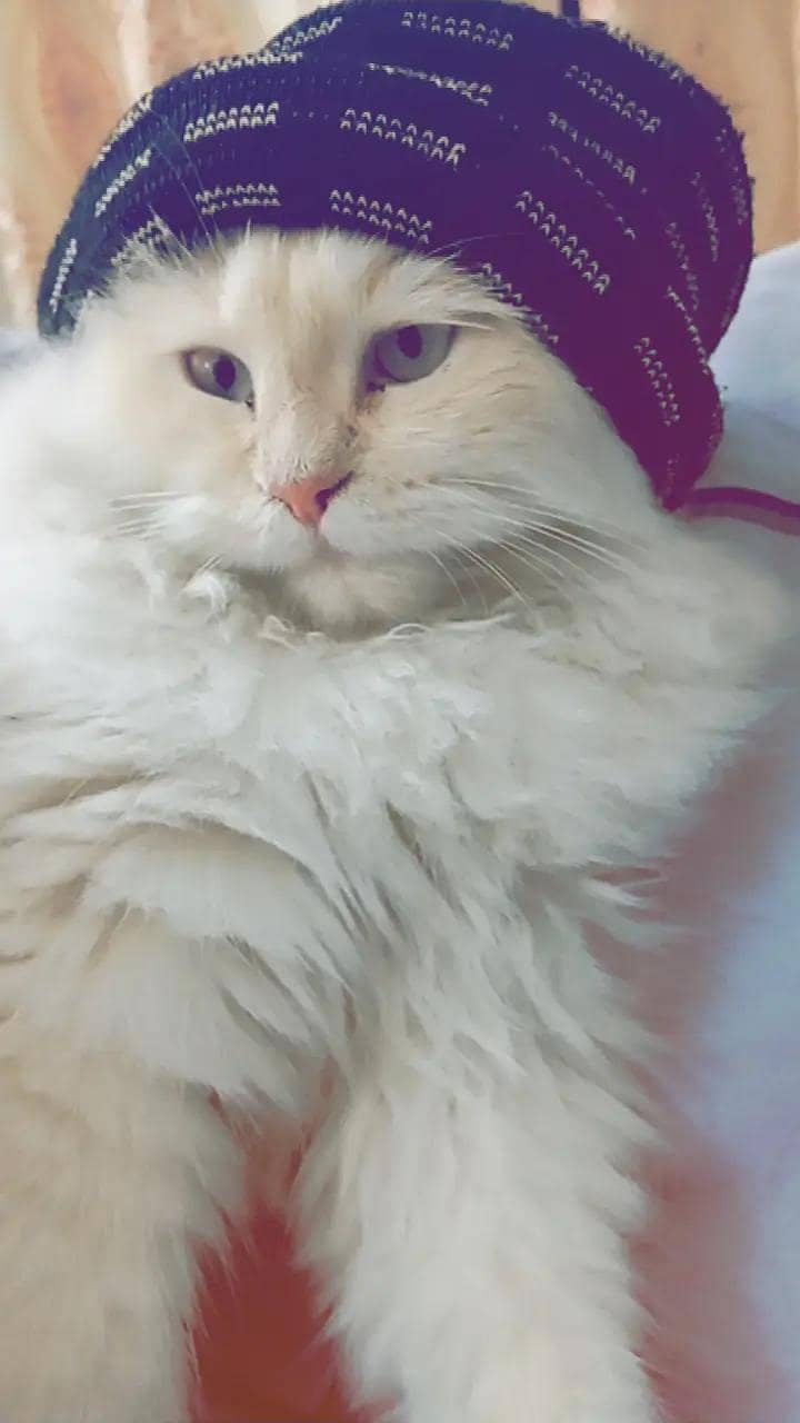 Persian 3rble coated 7