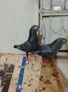 neela ferozpuri mian nazrer teddy