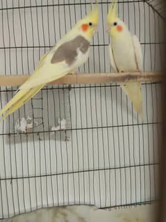 Cocktail breeder pairs+ Diamond dove breeder pair (Read description)