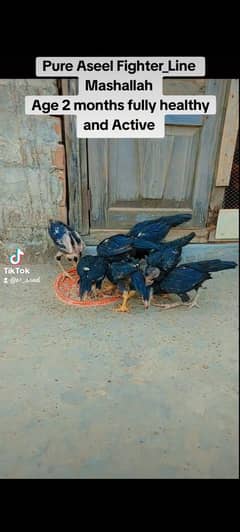 Aseel thai chiks