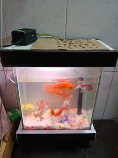 Aquarium with fishes