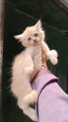 persian