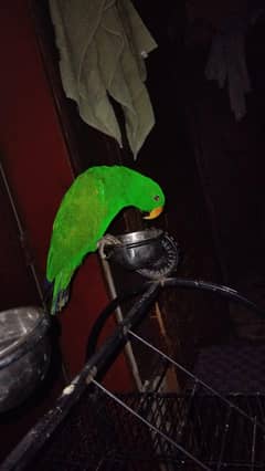 electus male ha tame ha toking karta ha yellow ringnack be ha tame ha