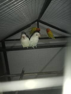 breeder