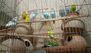 BUDGIES FOR SALE