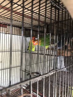 Love bird