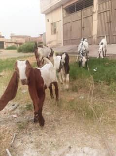 goat for sale