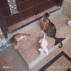 There is a cat and two of her kittens۔  For contact - 03452771135