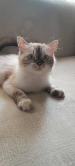 himalayan cat