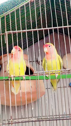 lotino lovebirds