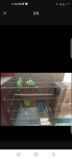 green parrot breeder pair with box with cage contact 0324 4102704