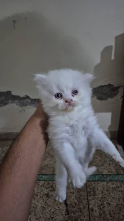 Persian babies triple court available