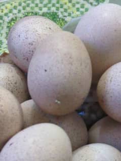 chakor egg