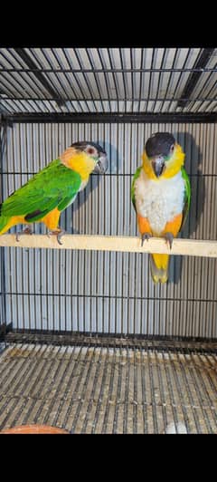Caique breeder pair with DNA big parrot