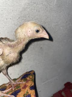 Brami thai chicks