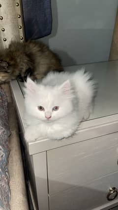 Persian cat