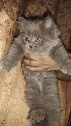 female Persian kittens