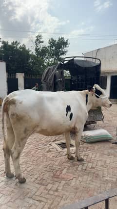 Pregnant Australian Cow for sale