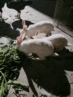 Red Eyes Rabbit