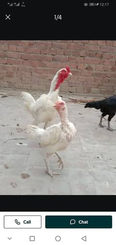 pure kamalia breed, heera breed