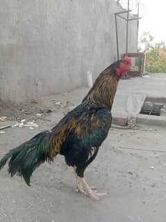 Aseel