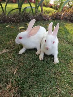 White Rabbits red eyes pairs for sale in very reasonable prise