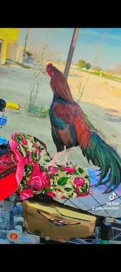 jhungi