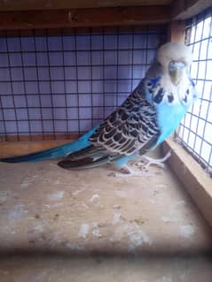 Budgies
