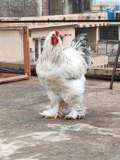 all  fancy chiks avaliable