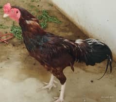 Nasli Aseel Murgha and Murghee for sale 1.5 year age  Murgha 7,000