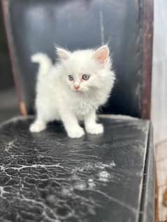persian  female kitten