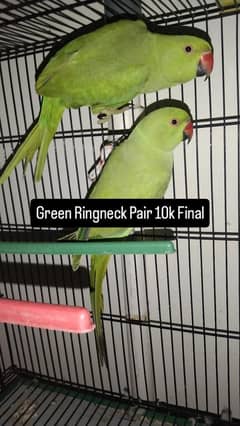 Ringneck, Cocktail, Lovebirds For Sale