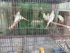 4 fisher & 7 budges with 4 proper Copper wire Cages