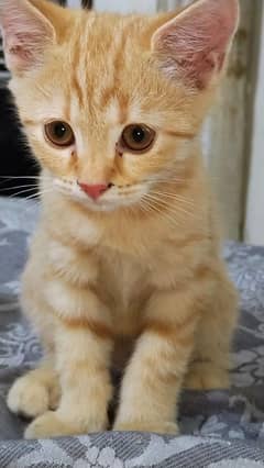 kittens