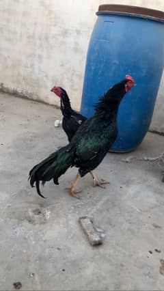 Aseel mushka pair