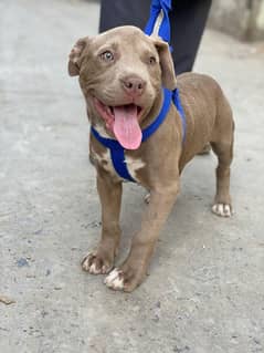 pitbul